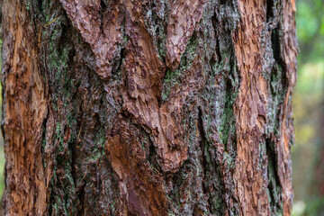 Closeup photo of rough bark of an old tree trunk coveren by moss.