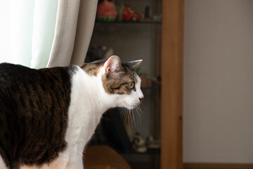 見つめる猫　キジトラ猫