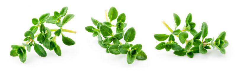 Thyme isolated. Thyme herb on white background. Fresh thyme plant collection. - obrazy, fototapety, plakaty