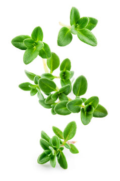 Thyme isolated. Thyme herb on white background. Fresh thyme plant collection.