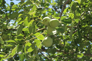 South African marula tree and marula fruits
