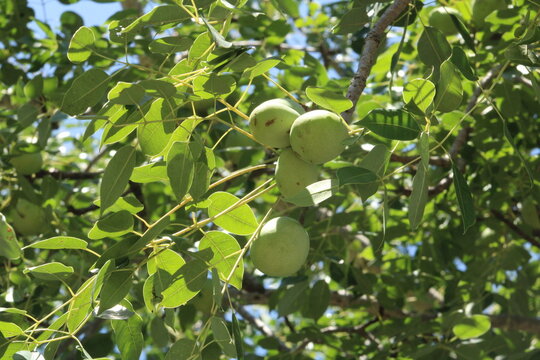 South African marula tree and marula fruits