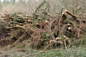 Lagerung von Industrieholz nach der Holzernte