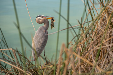 Great blue heron (Ardea cinerea) eating a gopher. Wildlife photography. 
