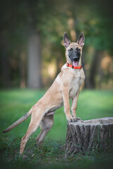 Cute malinois belgian shepherd puppy dog standing posing on the tree stump and looking straight in the camera on the background is green grass and trees