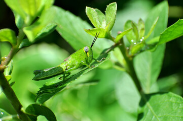 Nature grasshopper stay in green leaf closeup