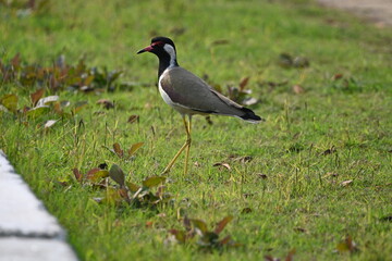black crowned crane
