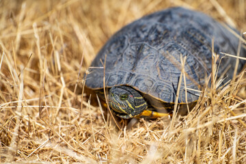 Red-eared turtle (Trachemys scripta elegans) sitting in dry grass. Wildlife photography. 