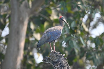 black crowned crane