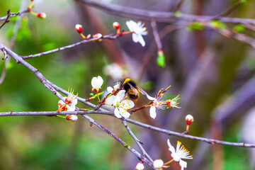 bumblebee collects pollen from the white flowers of a blooming fruit tree in the early spring morning