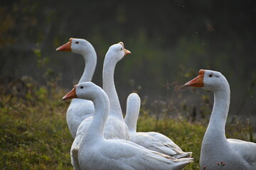 Obraz premium group of geese