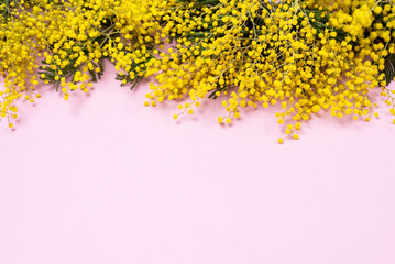 Mimosa or silver wattle Yellow Spring Flowers on the Pink Background Horizontal Copy Space Spring Background - obrazy, fototapety, plakaty