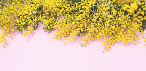 Mimosa or silver wattle Yellow Spring Flowers on the Pink Background Horizontal Copy Space Long Toned