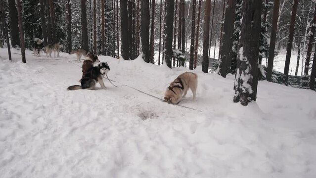 Young riding huskies howling on the snowy ground in the forest. One husky digs in the snow