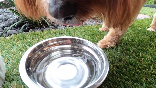 Fluffy red thirsty Cavapoo dog drinking water out of a metal pet bowl on grass - slow motion
