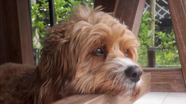 A wise looking sleepy old Cavapoo dog rests his head underneath a table.