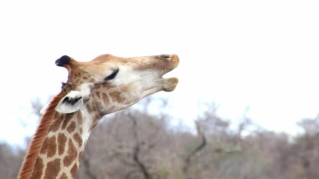 Close-up shot of wild giraffe chewing.