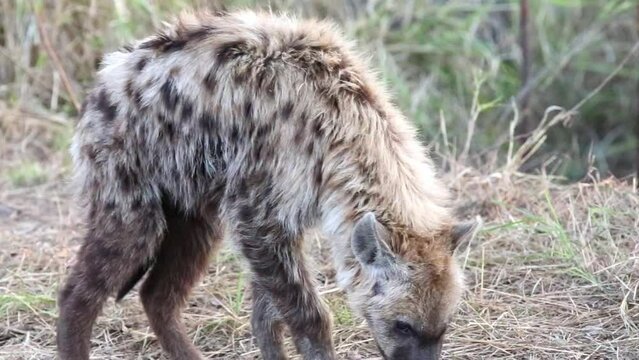 Medium Close-up Shot of Wild Hyaena walking in the road and lying down.