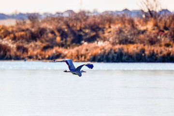 (Ardea cinerea), also known as bâtlan, flying over a river