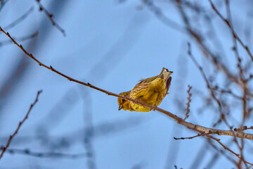 beautiful birds on the branch of a tree