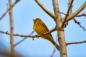 beautiful birds on the branch of a tree