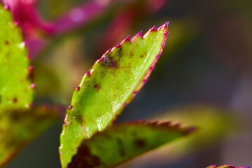 close up with a rose leaf in blur dof