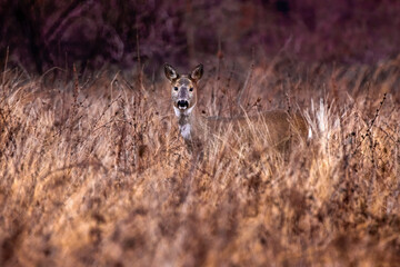 a deer hidden in the vegetation during autumn