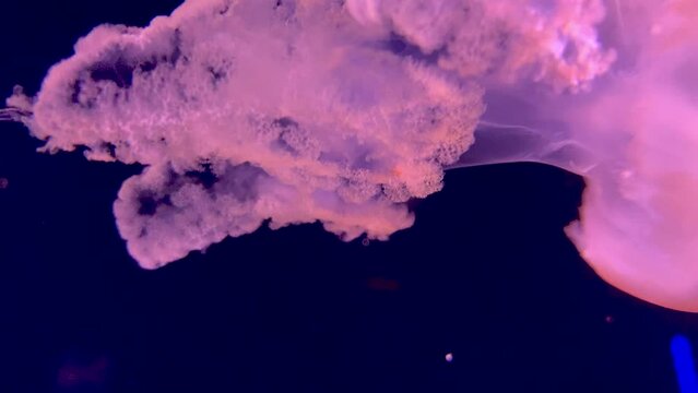 Bright Pink Color Of Cannonball Jellyfish Swimming In The Tank. - closeup