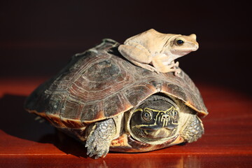 Fototapeta na wymiar The Asian forest tortoise, also known commonly as the Asian brown tortoise. Polypedates maculatus, the Indian tree frog, or Chunam tree frog, is a common species of tree frog. 
