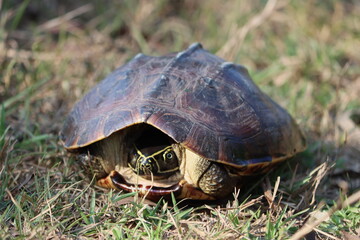 The Asian forest tortoise, also known commonly as the Asian brown tortoise.
Polypedates maculatus, the Indian tree frog, or Chunam tree frog, is a common species of tree frog. 
