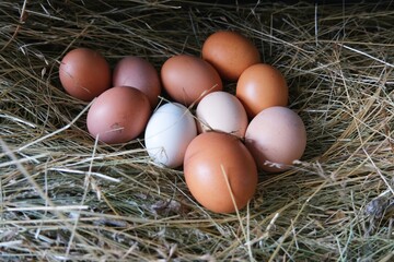 Yellow and white eggs on straw.