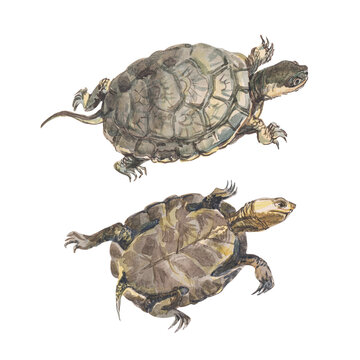 Watercolor turtles isolated on white background. Hand draw art illustration.