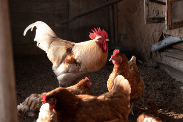Hen and rooster in the chicken coop. Nice brown tint. Sunny wooden chicken coop.