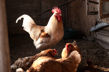 Hen and rooster in the chicken coop. Nice brown tint. Sunny wooden chicken coop.