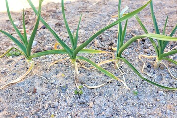 地植えのニンニク