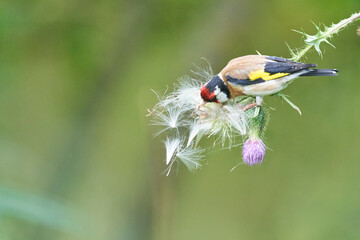 european goldfinch sitting on a purple thistle