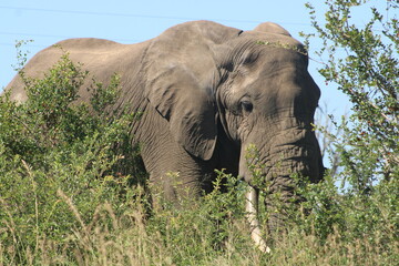Marula tree and African elephant