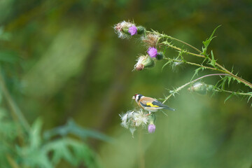 european goldfinch sitting on a purple thistle