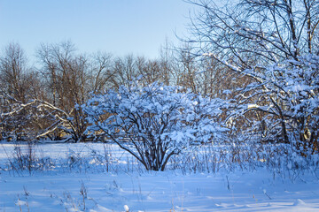 winter, sunny forest of the Urals