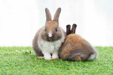 Adorable baby rabbit sitting together on the green grass. Two tiny furry baby brown white bunny playful on the meadow. Easter family animal bunny concept.