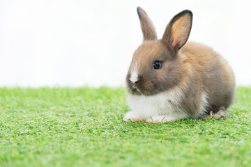 Fluffy rabbit bunny sitting green grass in spring summer background. Infant dwarf bunny brown white rabbit playful on lawn with white background. Cute animal furry pet concept.