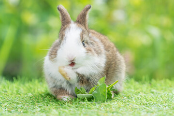 Adorable baby rabbit bunny white brown eating vegetable sitting on green grass over bokeh nature background. Furry tiny bunny feeding fresh vegetable on lawn. Easter bunny animal concept.