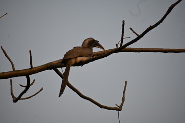 bird on branch