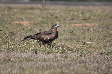 eagle