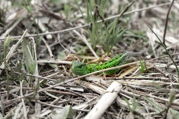 Lizard on the spring grass
