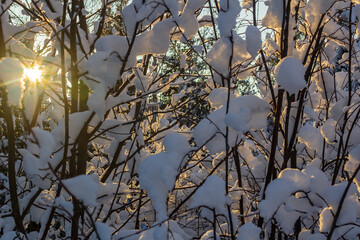 winter, sunny forest of the Urals