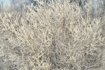 Tree branches covered with fluffy snow and snowflakes in winter