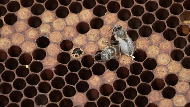 Macro Shot Of A Bee Carrying A Varroa Mite, Infest Killing Honeybee Colonies