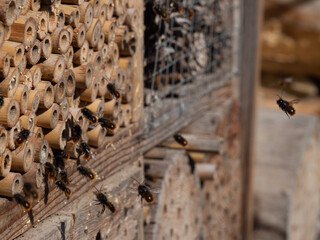 Mason bees at an insect hotel in spring