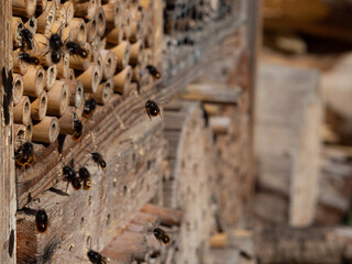 Mason bees at an insect hotel in spring